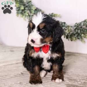 Bo0boo, Bernedoodle Puppy